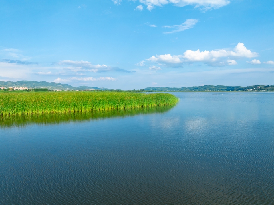 贵州威宁草海17℃“凉”方 生态活力引游客打卡_fororder_7月30日，草海岸边的芦苇绿油油+管庆巍  摄+18908571373 +2025年7月30日拍摄于威宁草海