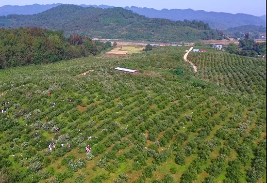 贵州天柱：以油茶产业驱动生态与经济双丰收_fororder_油茶林