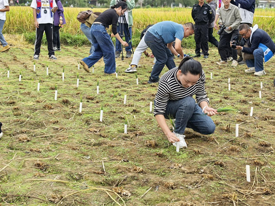 贵州贵定：秋分时节农事忙 乡村庆丰收_fororder_图片6