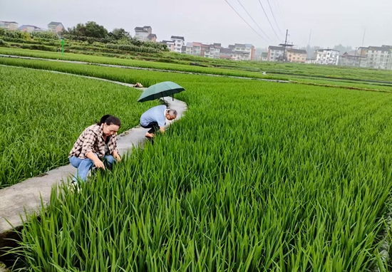 贵州天柱：多部门协同作战 筑牢群众安全防线_fororder_察看农作物受灾情况