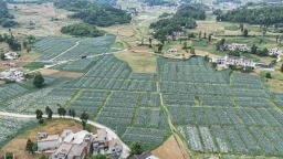 贵州黔西：320亩莲花白种植基地迎来采收旺季