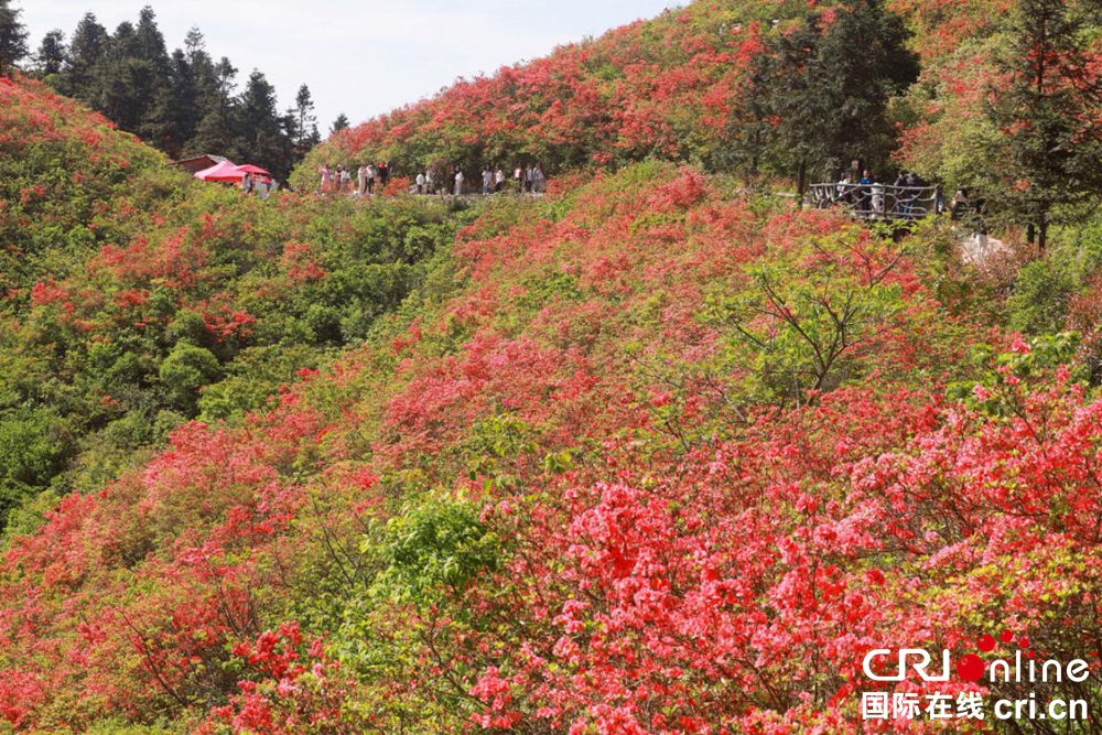贵州丹寨：万亩杜鹃花海引客来_fororder_图片6