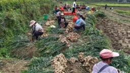 党建引领强根基 产业兴旺促振兴 贵州安顺龙宫镇绘就和美乡村新图景