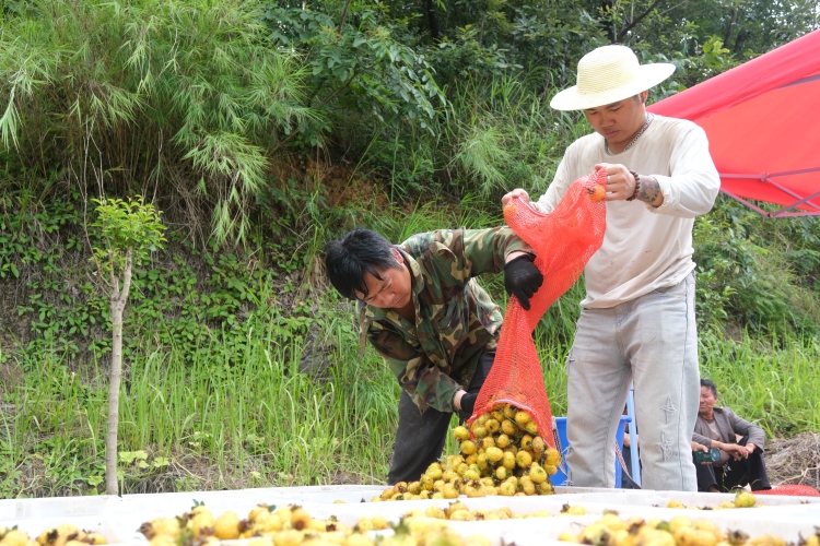 一颗“黄金果”撬动致富密码