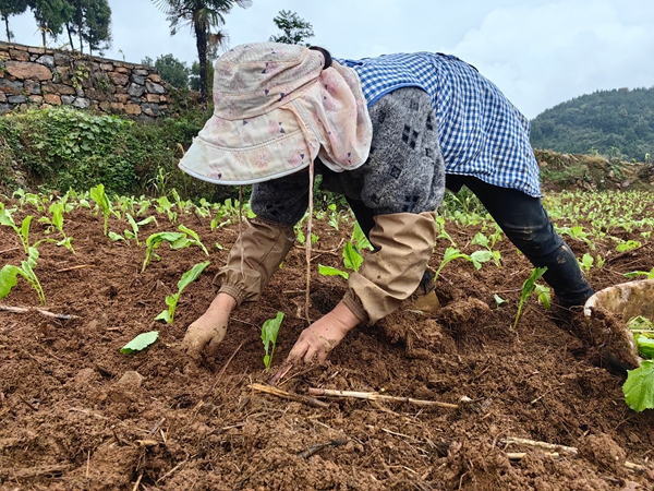 贵州仁怀茅坝镇:榨菜移栽忙 轮作促丰收 贵州仁怀茅坝镇:榨菜移栽忙 轮作促丰收_fororder_村民正在移栽榨菜