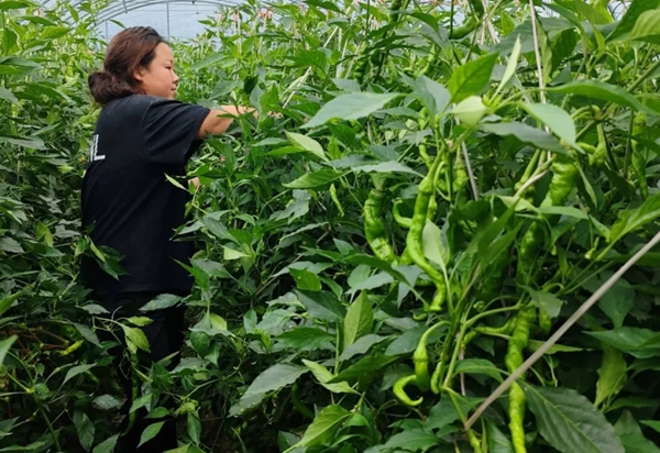 六盘水市水城区米箩镇：发展特色产业经济 激发乡村振兴活力_fororder_2222_副本