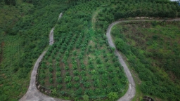 贵州惠水：桥边果园甜度持续上升