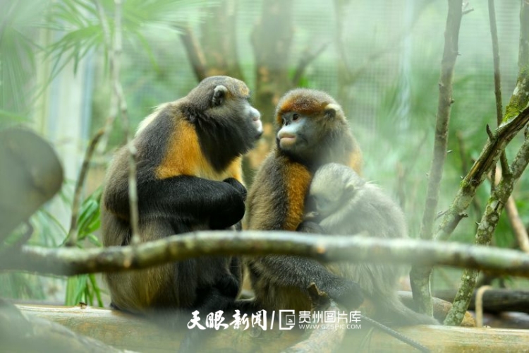贵州的生态密码，藏在一张张照片背后｜濒危物种的回归