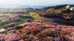 贵州盘州：乌蒙大草原高山矮杜鹃观赏正当时
