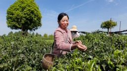 贵州：一杯年轻化的茶 一股新消费的风