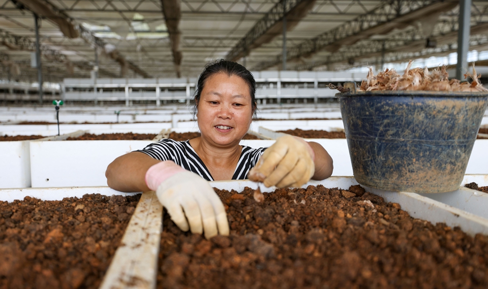 贵州玉屏：藏红花种植助增收_fororder_2025年8月13日，在贵州省铜仁市玉屏侗族自治县朱家场镇茅坡村，农民在种植藏红花。 (4).JPG
