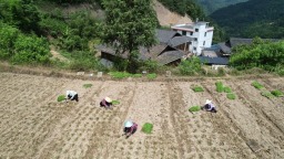 贵州镇远报京乡：小米移栽正当时 田间地头绘“丰”景