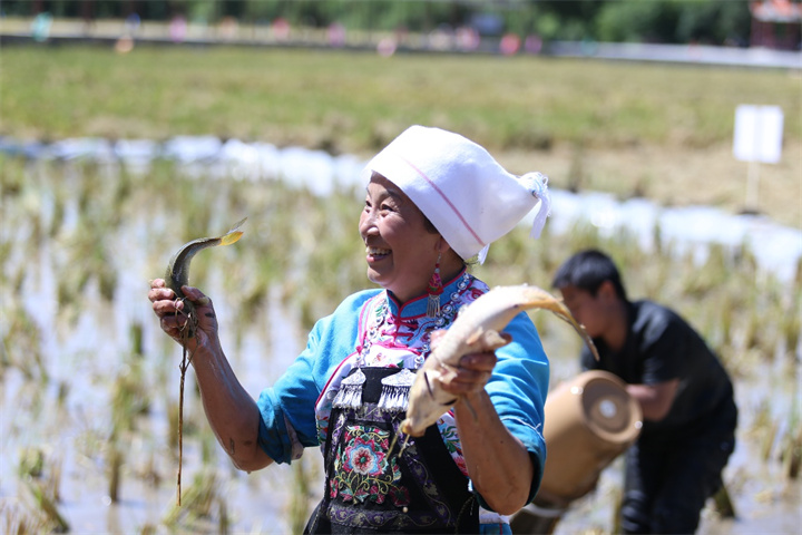 9月13&mdash;14日，黔南州龙里县湾滩河镇将举办稻田美食音乐节！