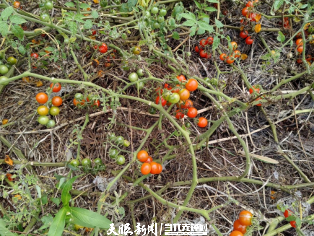 风味密码|“酸”从何处来?——藏在“毛辣果”里的黄金酸度 风味密码|“酸”从何处来?——藏在“毛辣果”里的黄金酸度