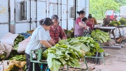 贵州镇远江古镇：“金叶子”开启致富新篇