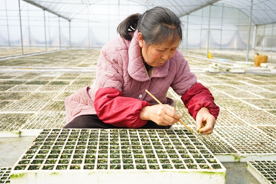 贵州施秉：抢春育苗 打好烤烟种植“第一仗”_fororder_施秉县马号镇村民在育苗