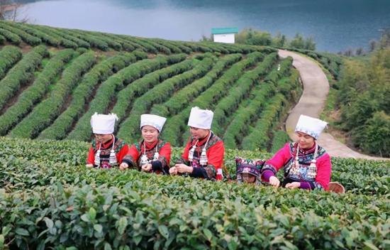 贵州都匀：兴特色产业 强县域经济_fororder_茶农采摘都匀毛尖茶.webp