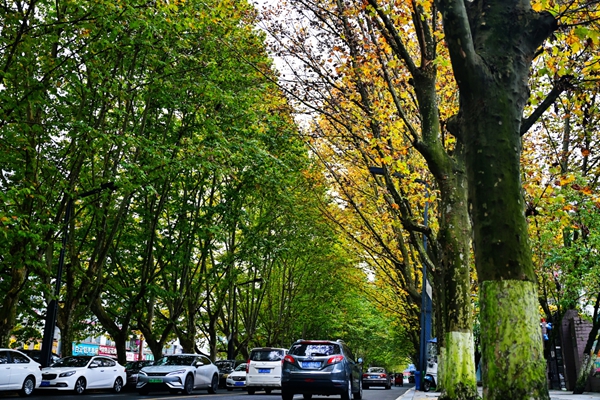 贵阳白云梧桐大道秋意铺展_fororder_图片5