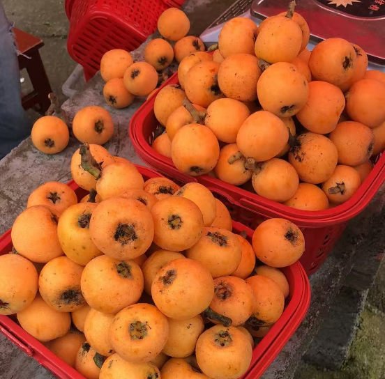 贵阳市开阳县苗寨村：枇杷酿出甜蜜事业_fororder_5