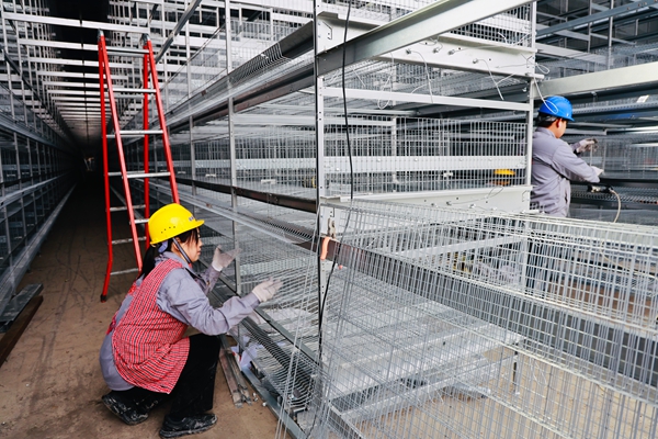 贵州仁怀五马镇：智能鸡舍产“金蛋” 绿色循环富乡亲_fororder_工作正安装鸡笼