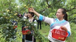 六盘水市六枝特区月亮河乡：一颗蜂糖李 激活产业“甜蜜引擎”