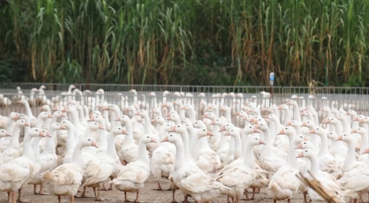 田畴沃野绘“丰”景 “农”墨重彩谱新篇——黔东南州“十四五”时期农业农村发展亮点综述
