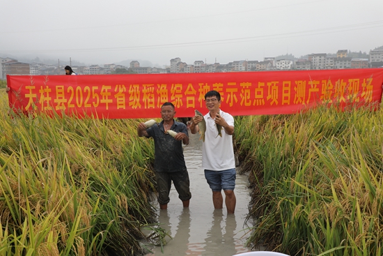贵州天柱:10万亩“稻 鱼”迎丰收 综合产值1.77亿元 贵州天柱:10万亩“稻 鱼”迎丰收 综合产值1.77亿元_fororder_村民在天柱县高酿大坝捕捉稻田鱼.JPG