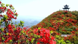 贵州丹寨：万亩杜鹃花海引客来_fororder_图片1
