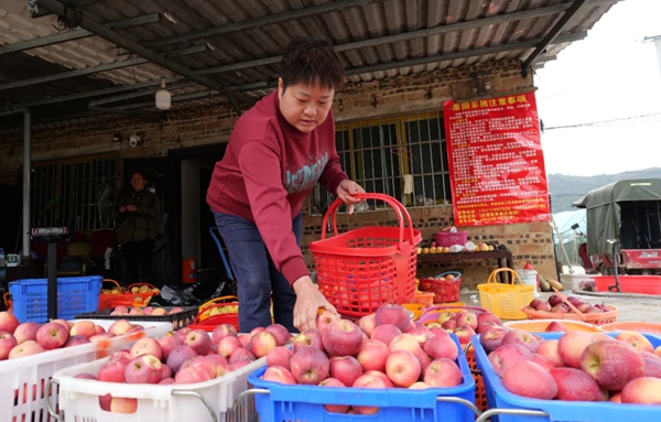 贵州长顺：预计产值约9亿元 3万余亩长顺高钙苹果热销_fororder_2