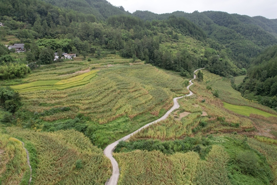 贵州税务牵头帮扶道真县 谱写“三农”发展新篇章 贵州税务牵头帮扶道真县 谱写“三农”发展新篇章_fororder_平模顺河高粱
