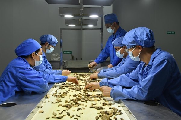 贵州罗甸：企业复工复产忙 全力冲刺首季“开门红”_fororder_贵州君之堂中药饮片有限公司员工在分拣药材