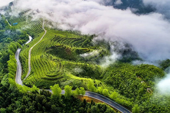贵州都匀：兴特色产业 强县域经济_fororder_都匀毛尖茶山.webp