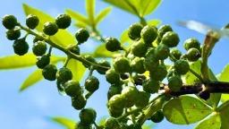 贵州习水程寨镇：一川青翠结硕果 花椒飘香待丰收