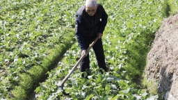 贵州都匀：1300亩坝区油菜长势正好