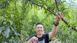贵州仁怀火石镇蜂糖李喜获丰收  线上线下销售火热