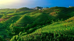 凉都有“礼”·茶语篇① |一叶“水城春”，一份凉都情