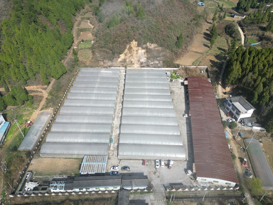 贵州施秉：抢春育苗 打好烤烟种植“第一仗”_fororder_施秉县马号镇育苗棚一角