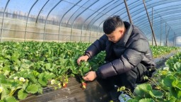 从“种植小白”到“草莓专家“：六盘水市水城区草莓种植户尹德发和他的草莓园