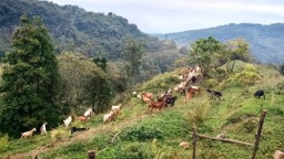 贵州正安：林下养殖蹚出生态致富新路子