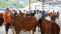 走好“牛”路子 贵州天柱牛市火爆开集为产业兴旺蓄能