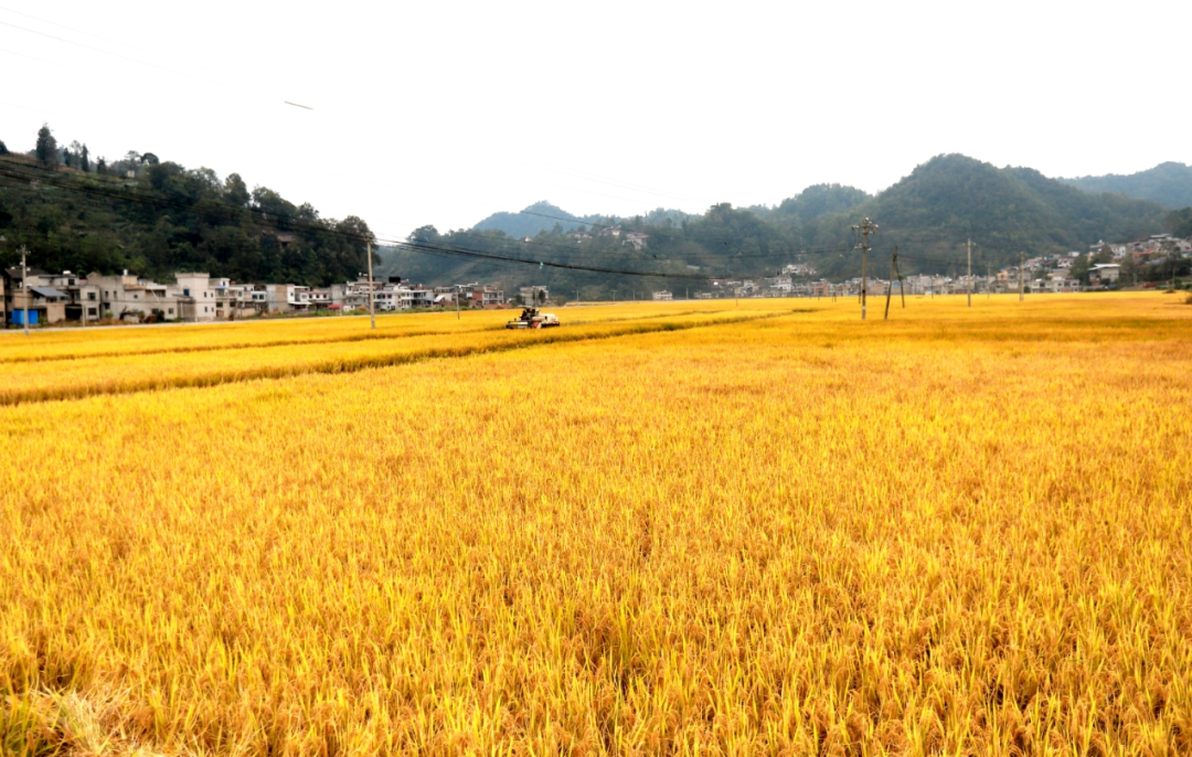 黔中大地多“丰”景 ——安顺市推进新时代农业农村现代化发展综述