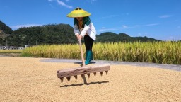 贵州都匀：5.25万亩平浪大米香飘沃野
