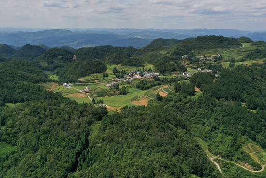 贵州仁怀：马桑菌喜获丰收 线上线下销售忙_fororder_仁怀市后山乡田兴村生态资源丰富