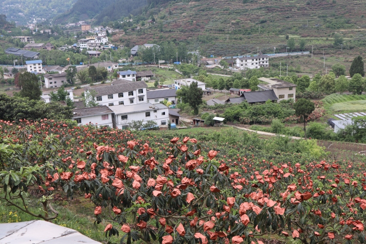 贵阳市开阳县苗寨村：枇杷酿出甜蜜事业_fororder_2