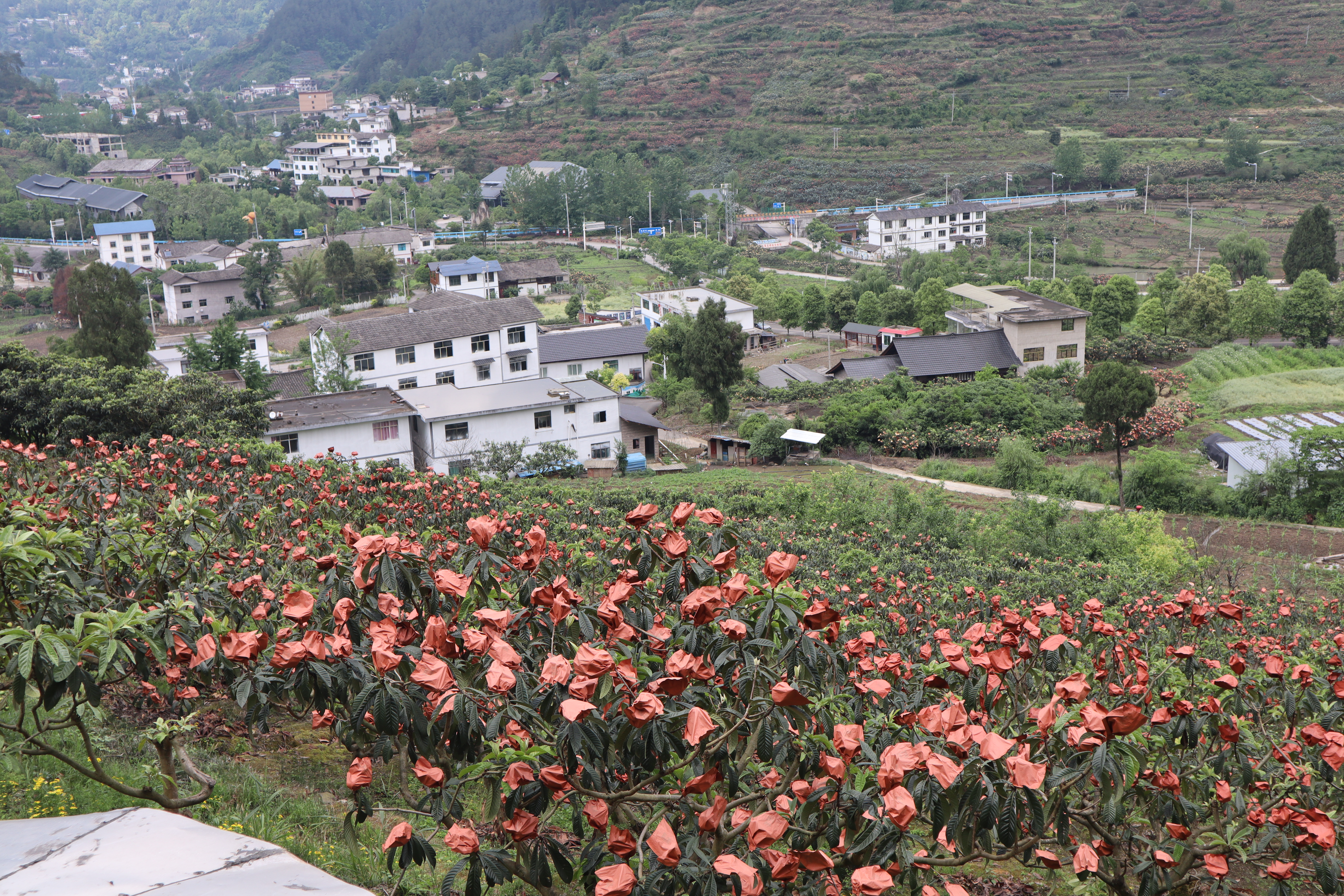 贵阳市开阳县苗寨村：枇杷酿出甜蜜事业_fororder_2