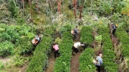 贵州正安：紧扣秋冬农业生产时令 产业多点开花