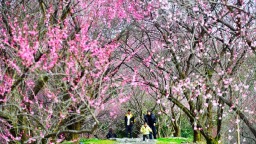 梅香溢茶乡 贵州遵义湄潭乾艺梅园繁花迎客