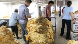 贵州镇远涌溪乡烤烟收购有序推进 助力群众增收致富