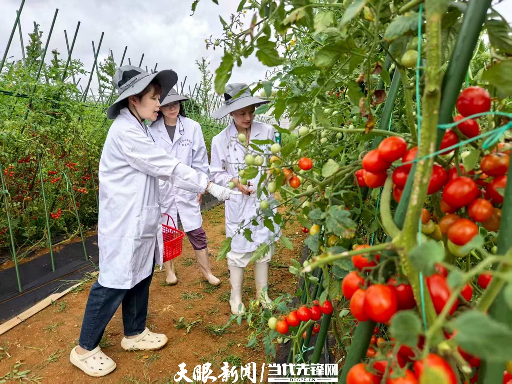 风味密码|“酸”从何处来?——藏在“毛辣果”里的黄金酸度 风味密码|“酸”从何处来?——藏在“毛辣果”里的黄金酸度