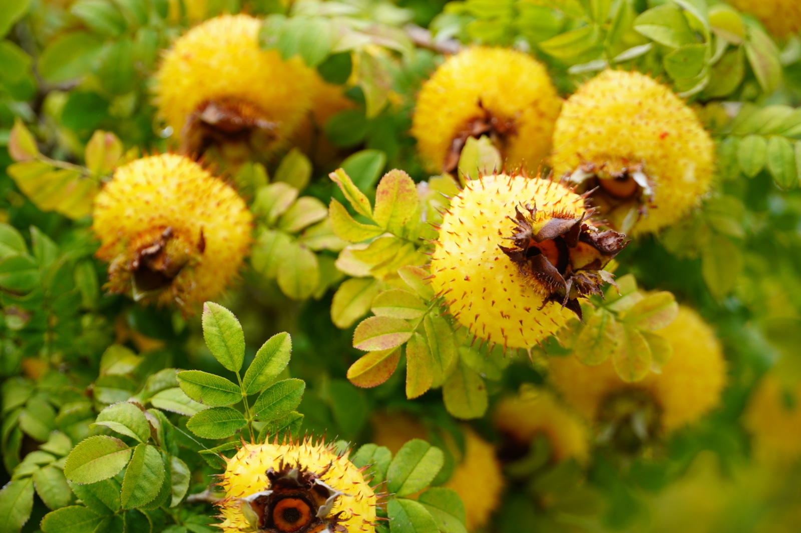 刺梨归仓 又见初好 | 水城区2025刺梨鲜果收购工作正式启动